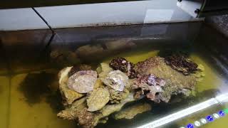 видео: Планы на заселение подопустевших аквариумов. Иглокожие, рыбы и червь картинка: Планы на заселение подопустевших аквариумов. Иглокожие, рыбы и червь