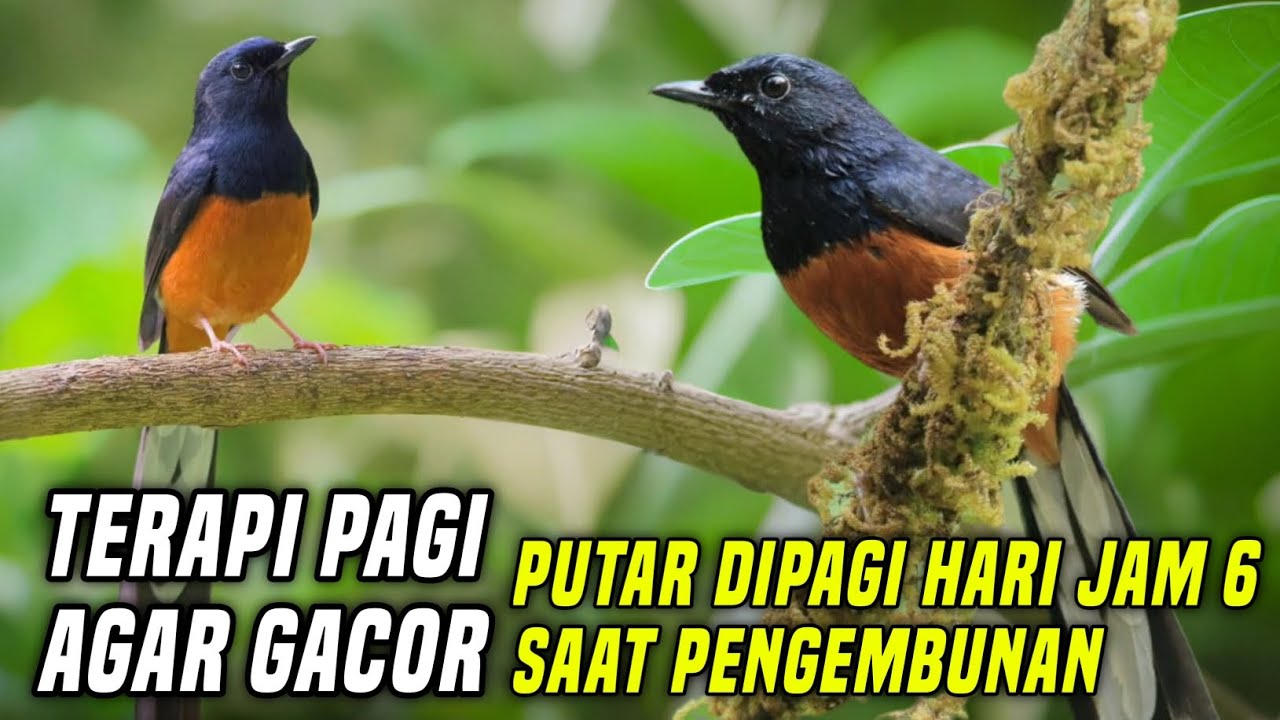Terapi Suara Burung Murai Pagi Hari | Suara Pancing Burung Murai Agar Gacor Saat Digantangan