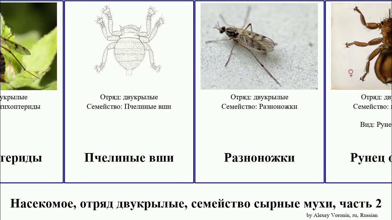 Насекомое с неполным непрямым развитием