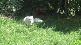 My British Longhair enjoying the garden! by Golden Moonglade 399 views 11 years ago 1 minute, 39 seconds