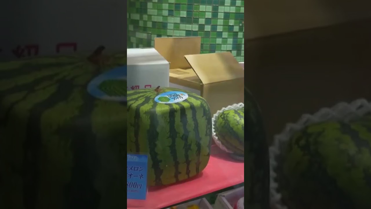 Japan YT Short 3  Square Watermelons. 