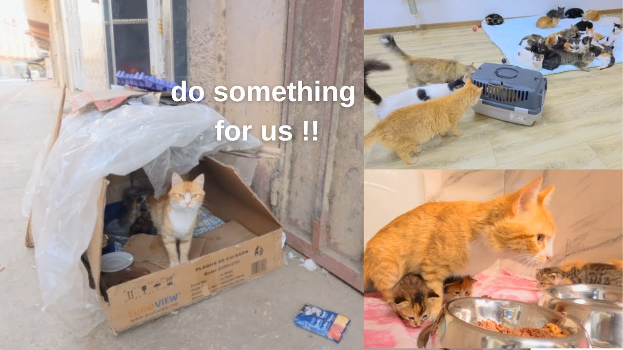 Спасение Мамы-Кошки и её 5 котят от трагической судьбы.