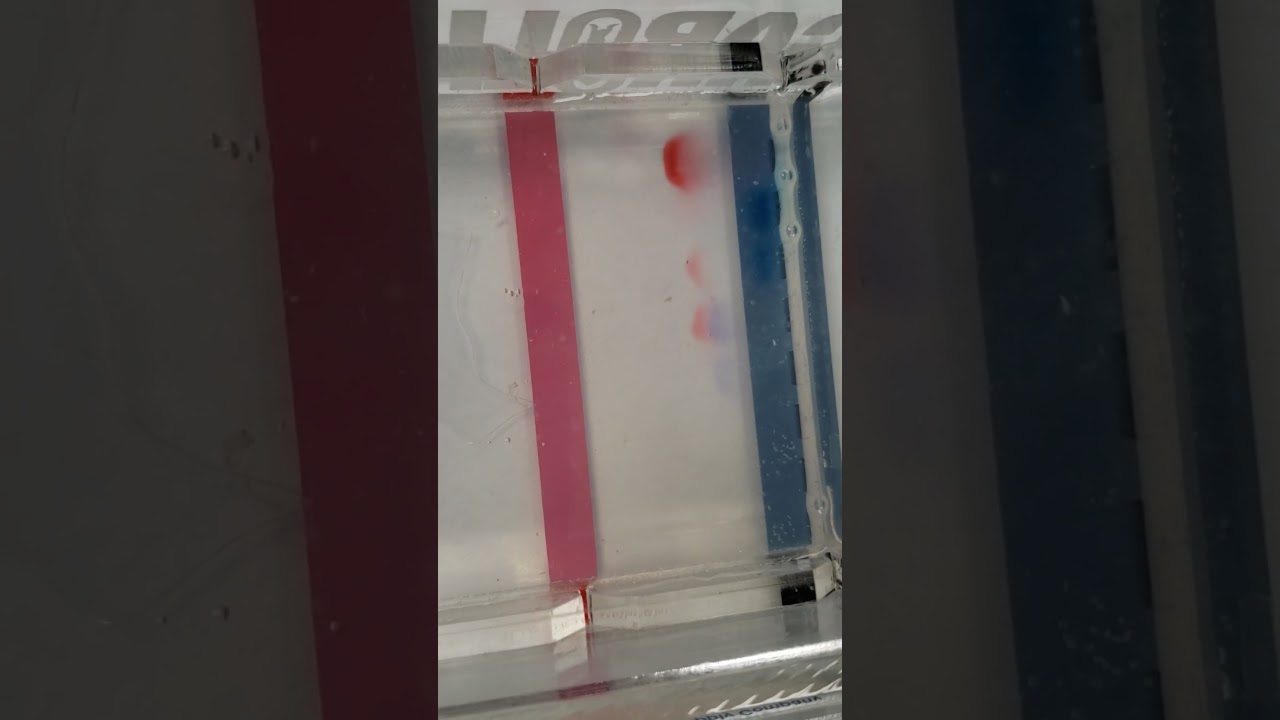 Explorer gel dye run