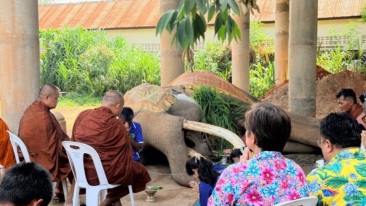 rip ร่วมส่งคุณปู่ Elephant Thailand - YouTube