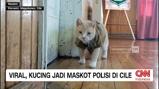 Kucing Jadi Maskot Polisi di Kota Terpencil Chili, Viral di Media Sosial