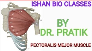 HUMAN MUSCLE STUDY, PECTORALIS MEJOR biology physiology anatomy patna medical medicalstudent