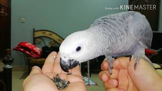 How to train your parrot Urdu/Hindi