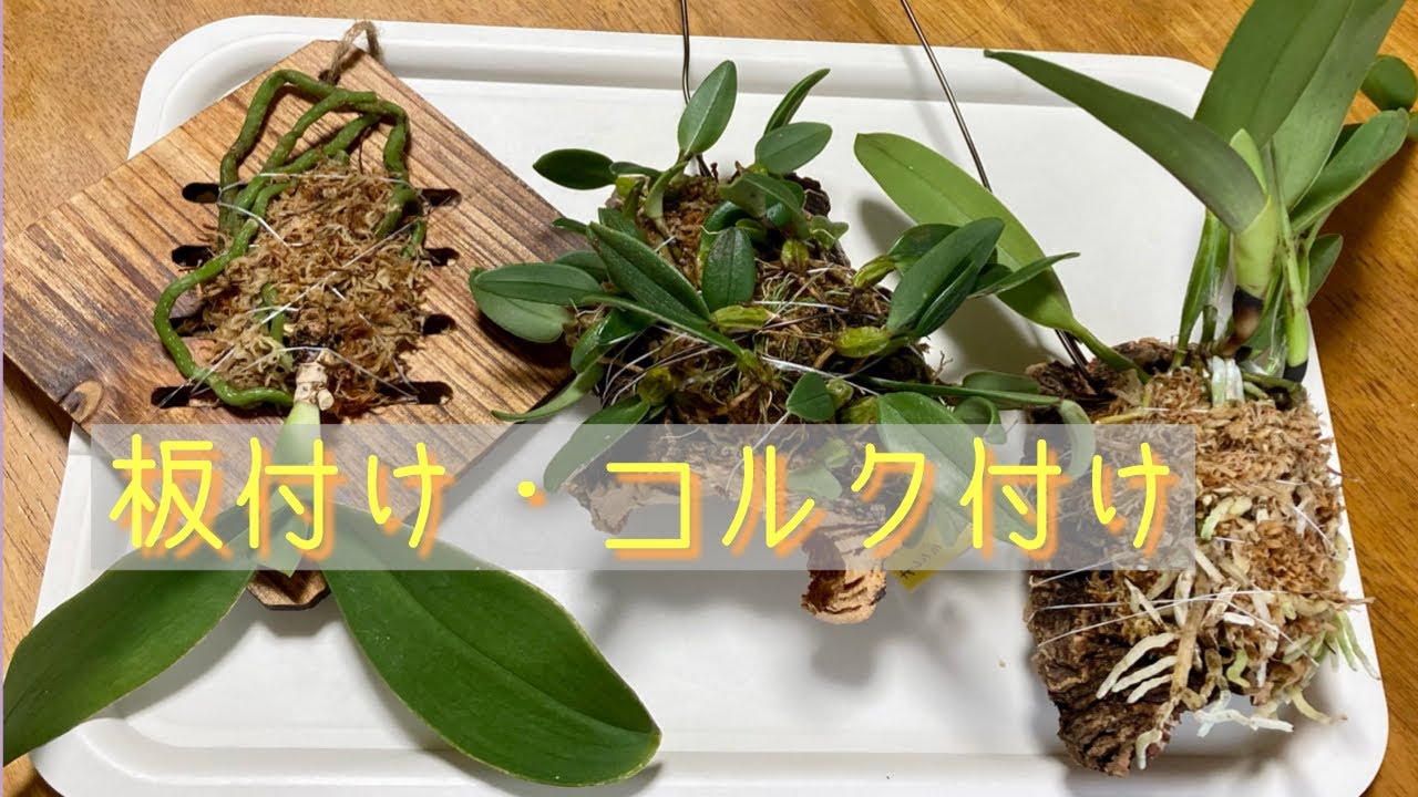 胡蝶蘭の板付 2022年4月27日 リクエスト② 胡蝶蘭の板付け・バルボフィラムの