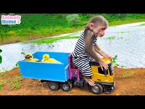Video: Opice řetězoocasá: popis, druh, lokalita