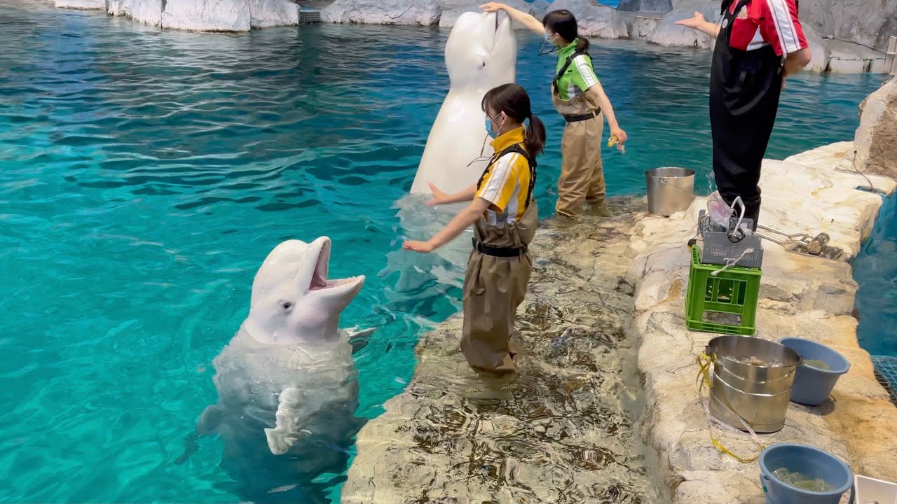 beluga training / delphinapterus leucas