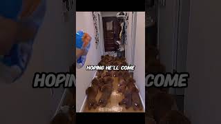 Cute Dog outsmarts his owner #shorts