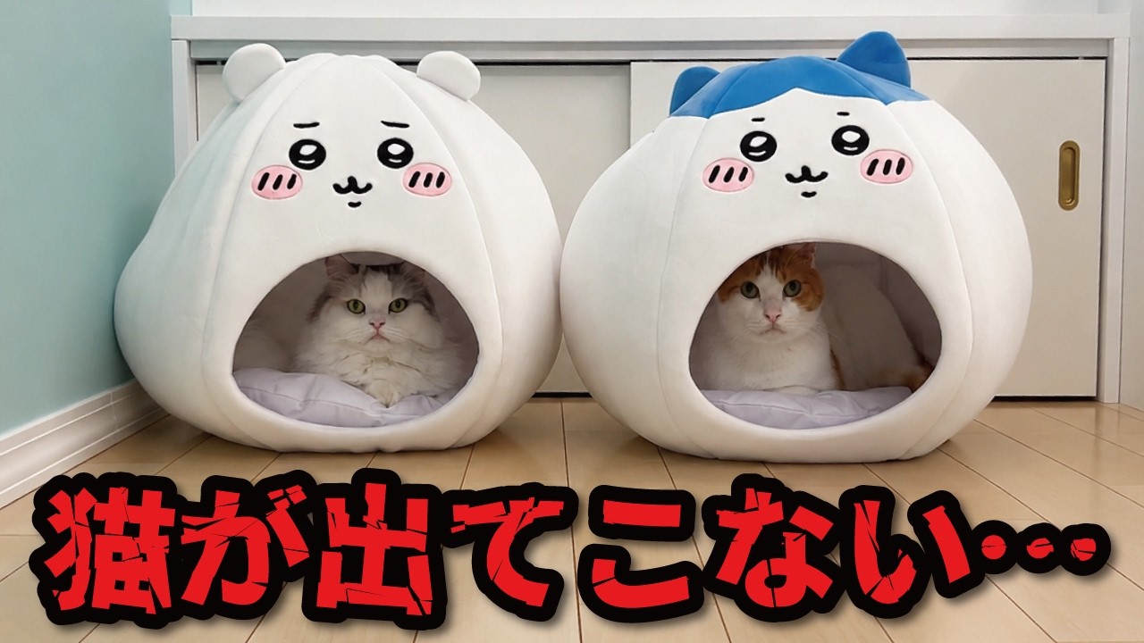 しゃべる 猫 やばい