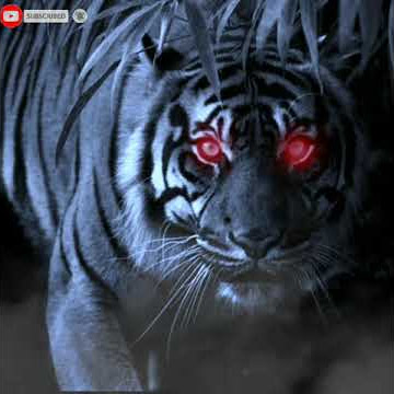 story harimau putih 30 detik