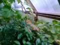 Aquaponics &amp; passive solar greenhouse - end of summer