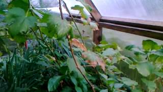 Aquaponics &amp; passive solar greenhouse - end of summer