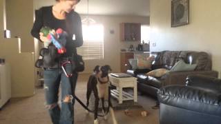 Tethering a dog