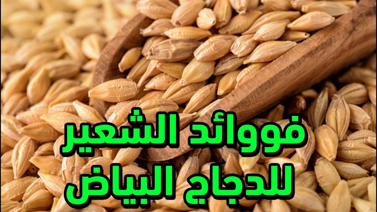 الشعير له اضرار ام مفيد وماهي نسبة البرتين وكيف تقدم الشعيرللدجاج و الكمية المسموح بها حتي يستفيدوا