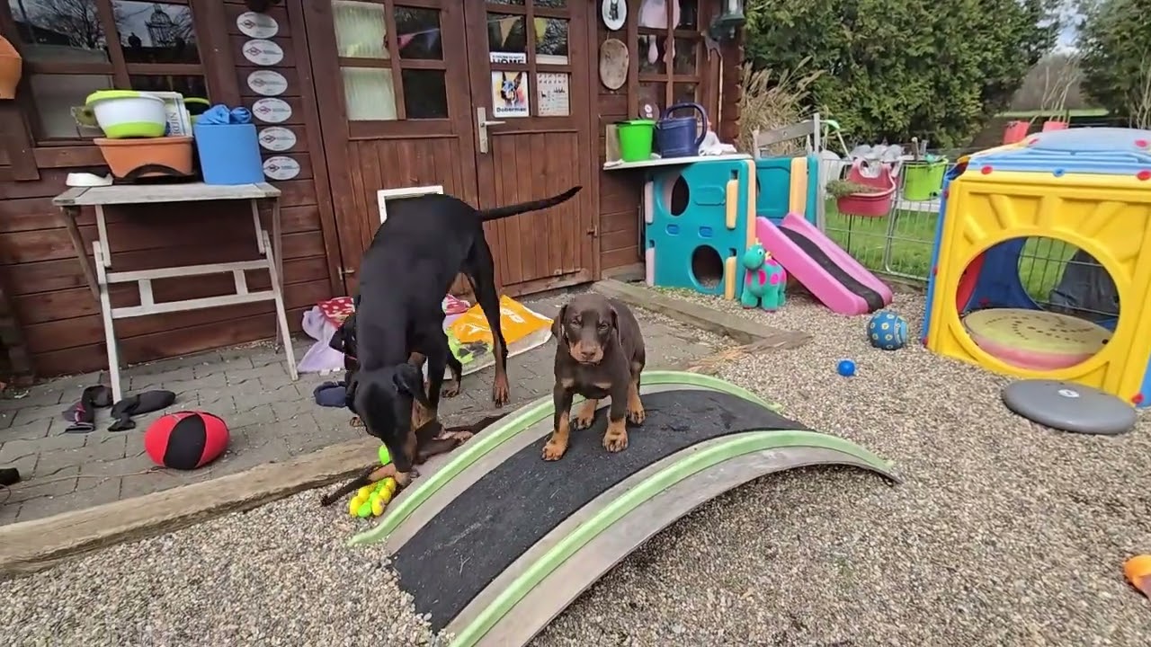 Das letzte Video der B´chen vom Eschenbruch – Mit Clipchamp erstellt