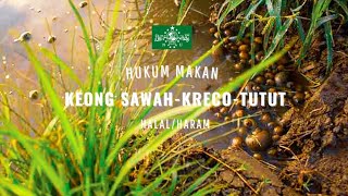 BEGINI HUKUM MAKAN KEONG, KRECO & TUTUT MENURUT ISLAM‼️