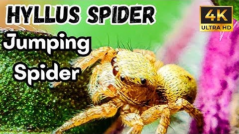 Hyllus Spider Up Close 🕷️ | Incredible Macro 4K Natural Shorts 