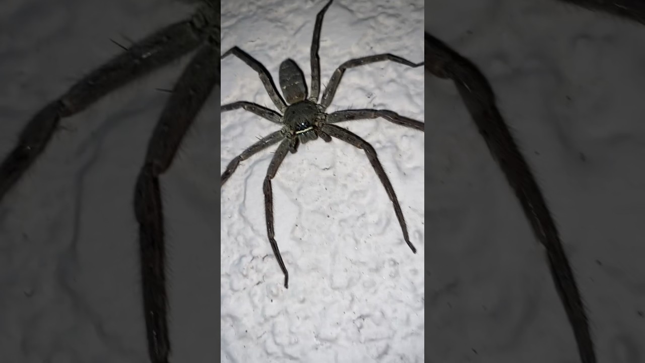 Giant Spider Escape: The Arachnid Adventure! 