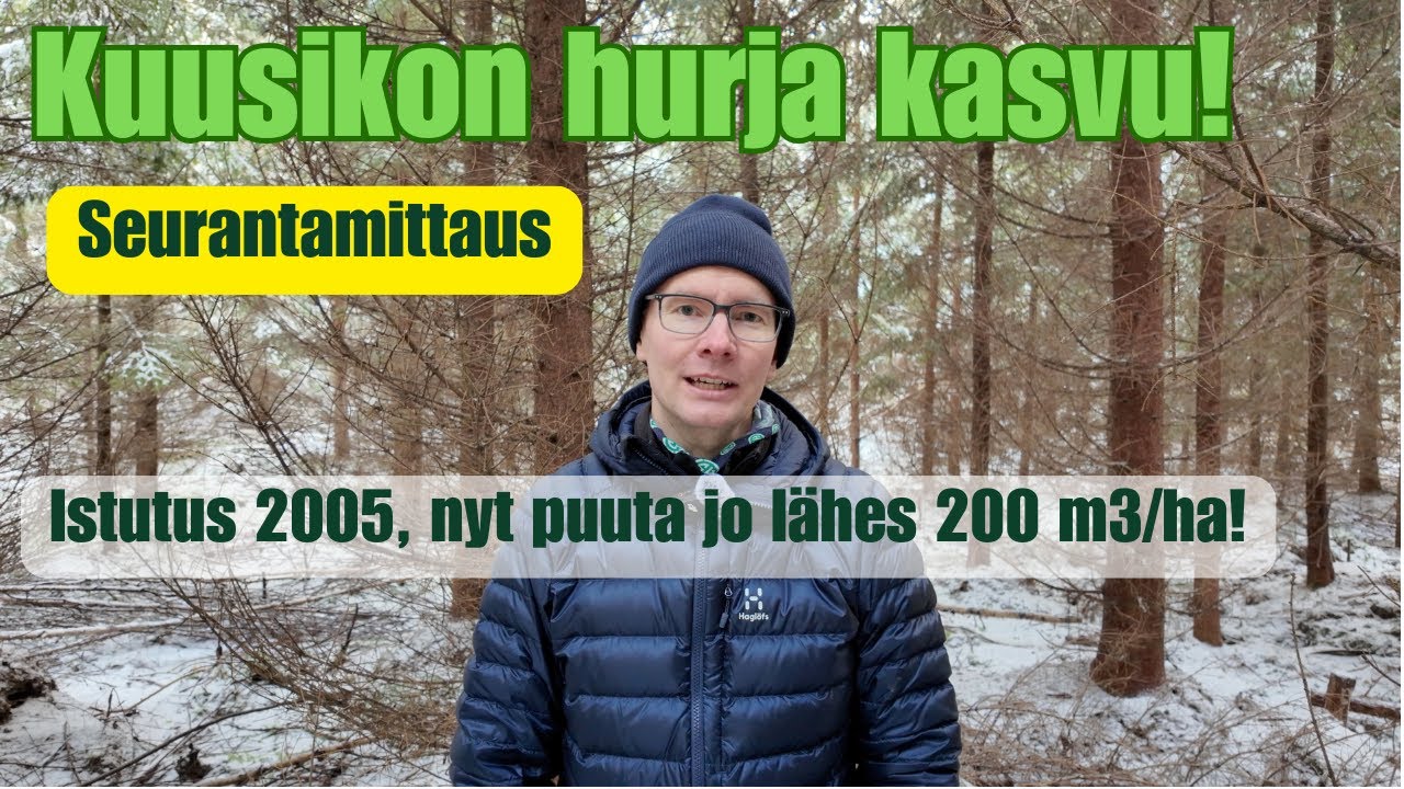 Kuusikon hurja kasvu! 🌲