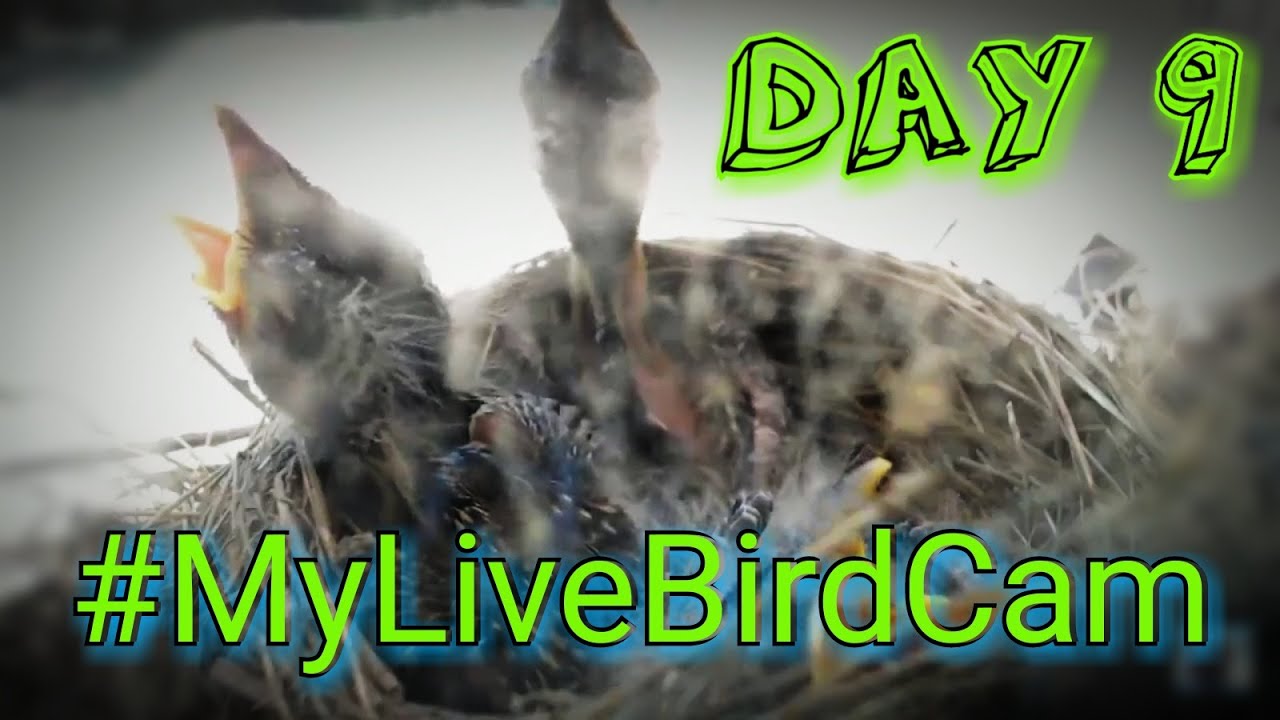 My Live Bird Cam w/ Babies Day 9 YouTube