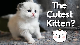 Ragdoll Kittens 4 Weeks Old 😻 So Cute!