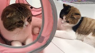 2匹のトンネル対決！！！