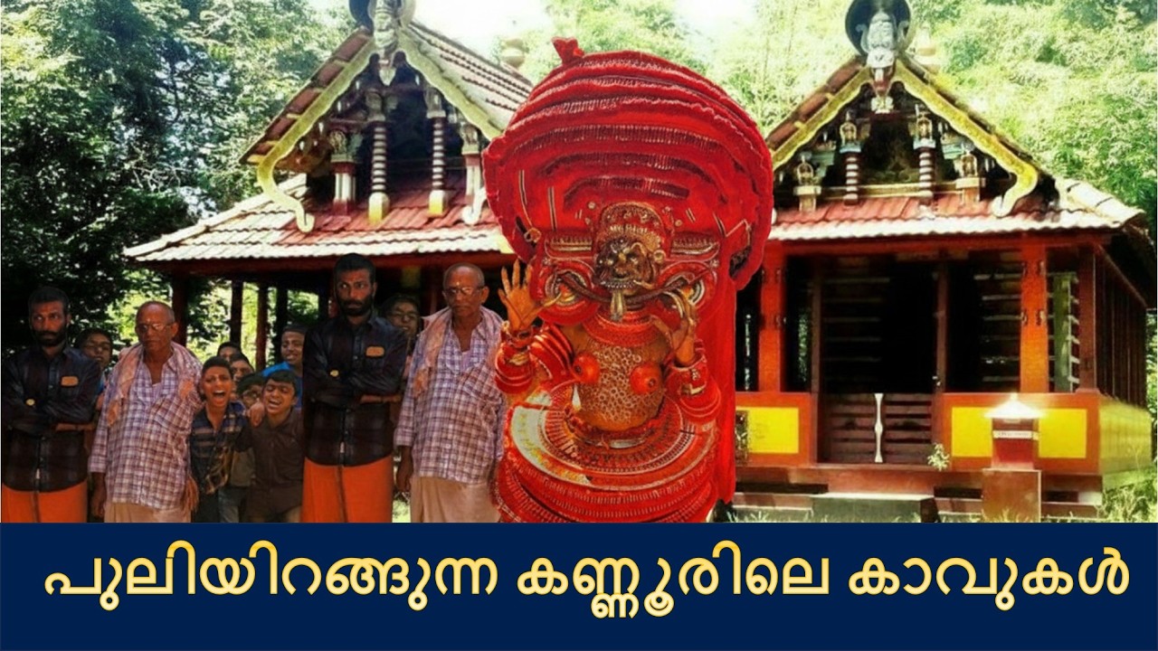 പുലിയിറങ്ങുന്ന കണ്ണൂരിലെ കാവുകൾ 