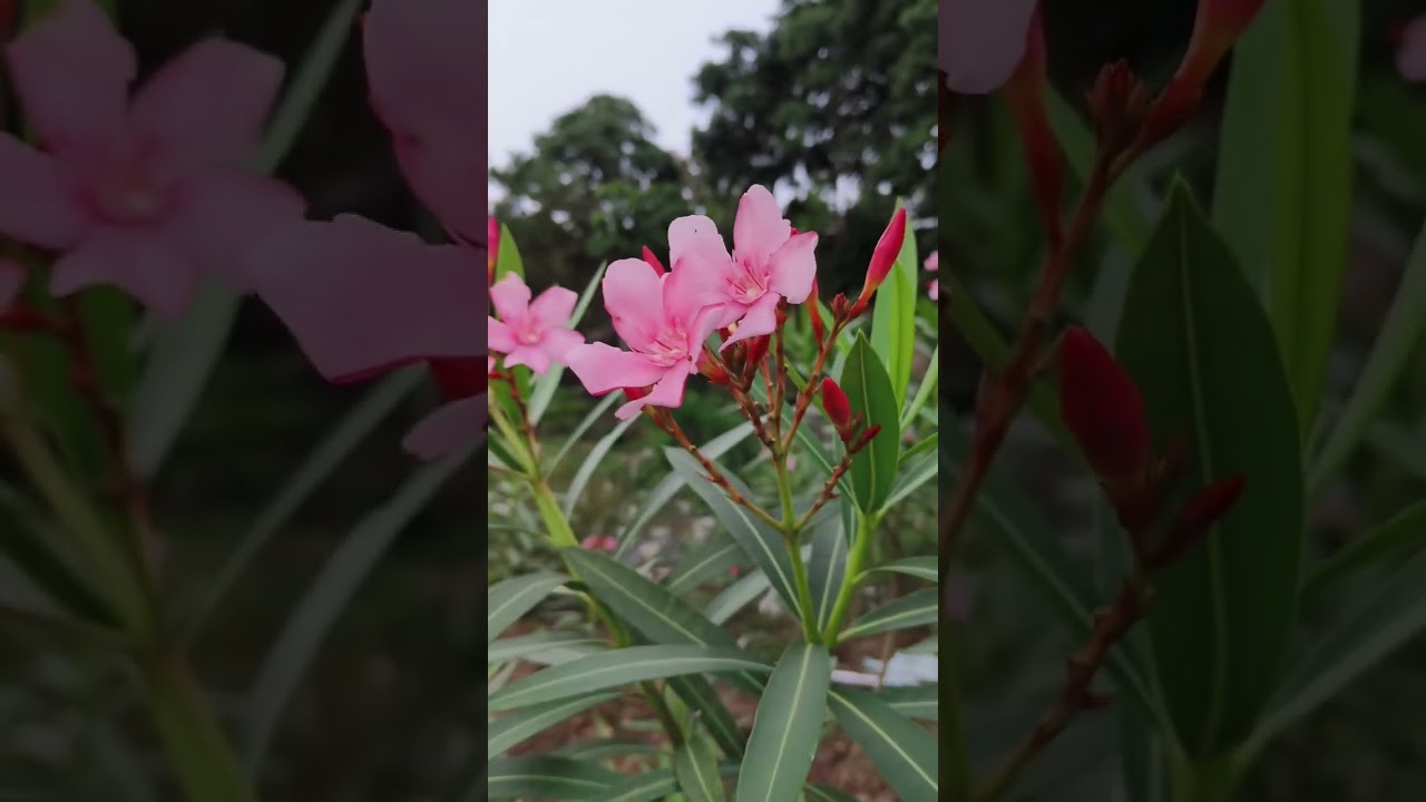 pink nerium beauty 🌸✨