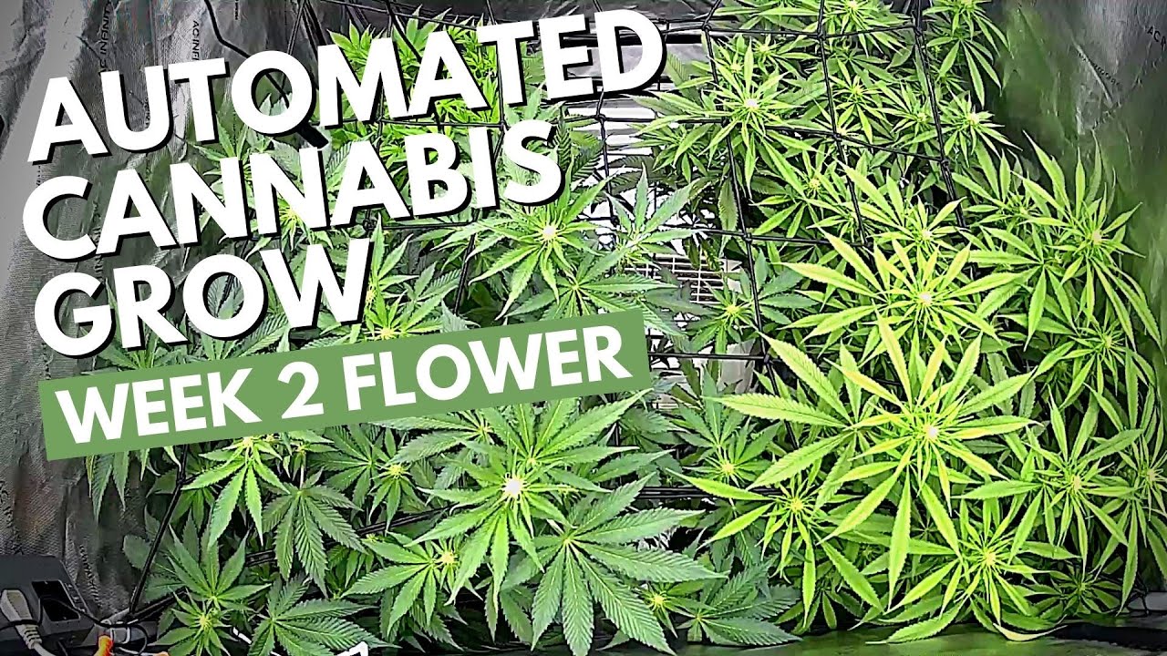Cannabis Timelapse Week 2 Flower | Seed to Harvest
