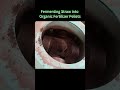 Fertilizer Making Pellet Machine,Fermenting Straw into Organic Fertilizer Pellets #pelletmachine