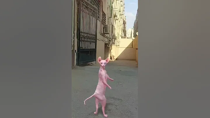 Video 11260701: sphynx cat loving kitten, sphynx kitten cute cat, sphynx cat funny kitten, cat dance funny love