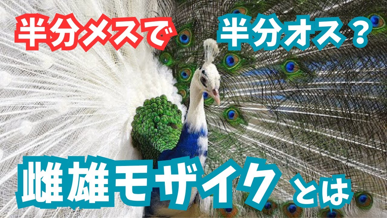 発生確率0.01%の突然変異 半分オスで半分メスになる雌雄モザイクとは?【ゆくりかチャンネル】ずんだもん生物解説 - YouTube