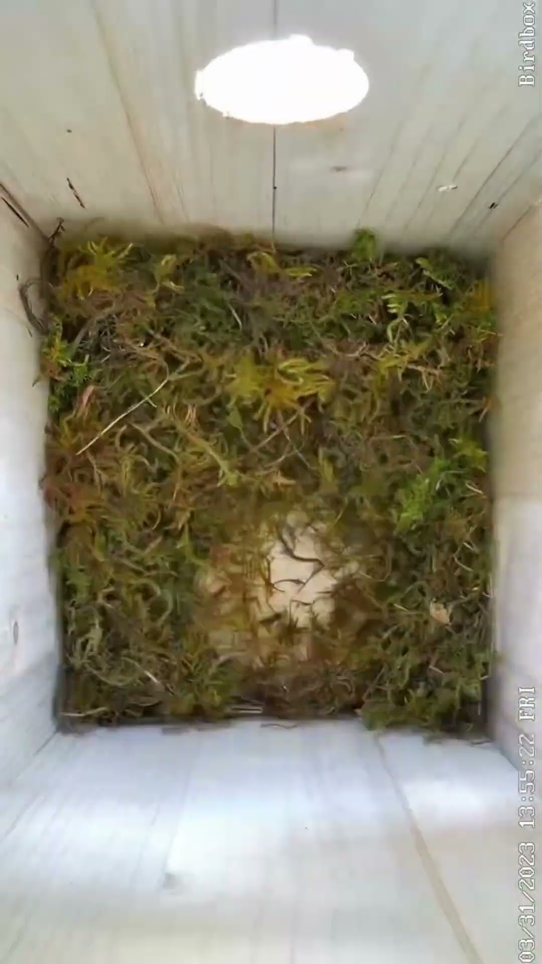 this bird is building it's nest #shortsvideo
