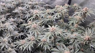 Day 50 of Flower. Exotic Genetix Lazer Fuel and ZP Strains Dope boy. Autopot 3.9 Athena.