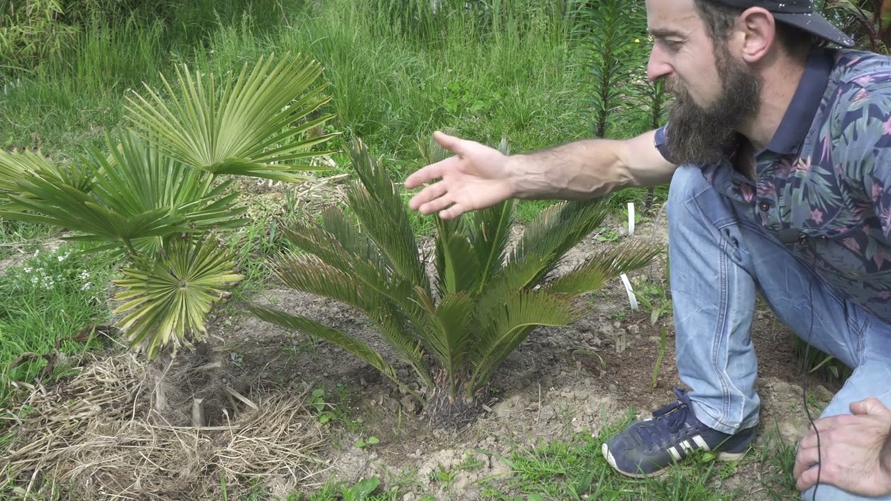 Jak uprawiać i zimować Sagowca w gruncie, po -19 dwie metody. Cycas revoluta (Sagowiec odwiniety)