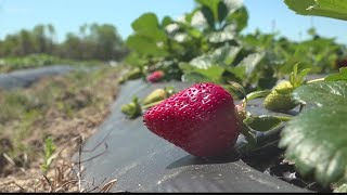 Strawberry season is here in South Carolina