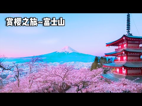 赏樱之旅～富士山，樱花竟没有开放，一场未逢花开的富士山之行【行走世界的北京老刘】