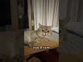 모두 부자되세요!!! #munchkin #cat #catshorts #cute #먼치킨고양이 #cutecat #feline #shortvideo