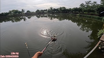 Fishing | Câu Đài | Bài Mồi Rô Phi Quen Thuộc Câu Rô Phi Dịch Vụ | Nghiện Câu TV