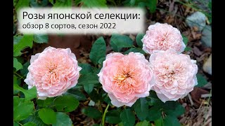 Розы японской селекции: обзор 8 сортов японских роз, сезон 2022