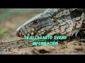 Teju guasu/lagarto overo información