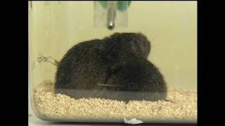 Why Do Voles Fall in Love?