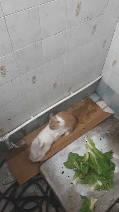 fuck rabit.pornrabit. 18.🔥.🔞