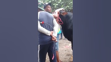 Simental Moncong #simental #bull #sapipedaging #sapi #cow #sapijumbo #bakalan #sapigemuk