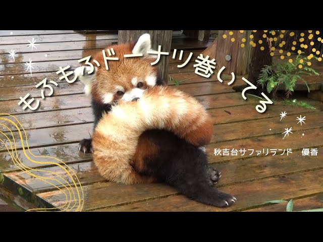 Red Panda Channel by Ichimaru - YouTube Red Panda Channel by Ichimaru - YouTube