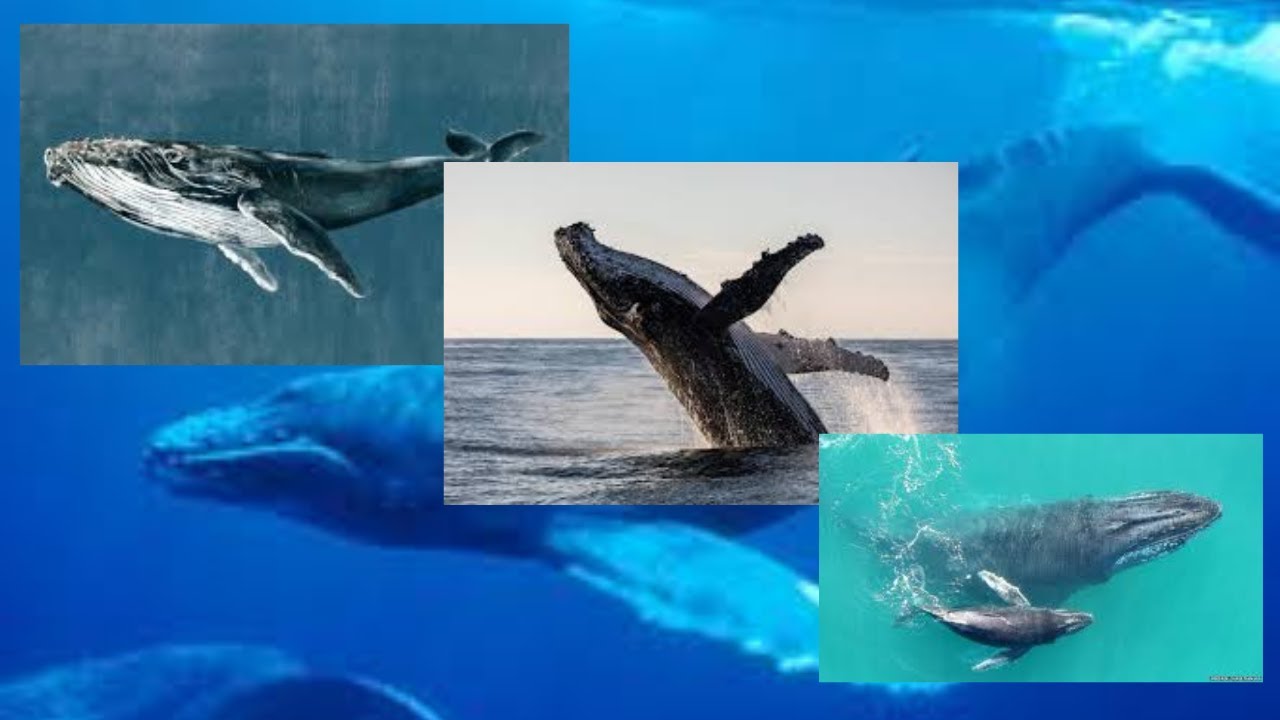 10 Incredible Facts About Humpback Whales You Won’t Believe 7! YouTube