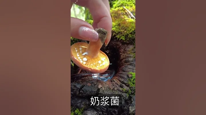 奶浆菌，可食用菌 - 天天要闻